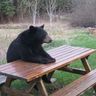 Profilbild von A. Wise Bear