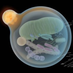 Mizushima Lab (UTokyo)'s profile picture
