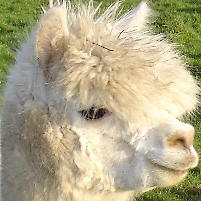 BarnacreAlpacas's profile picture