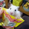 Profilbild von 🐹あぃる🐭🐭