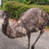 夏の日の冬の日の 的头像
