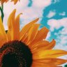 sunfleuur profil fotoğrafı