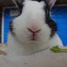 猫谷瀬里奈 profil fotoğrafı