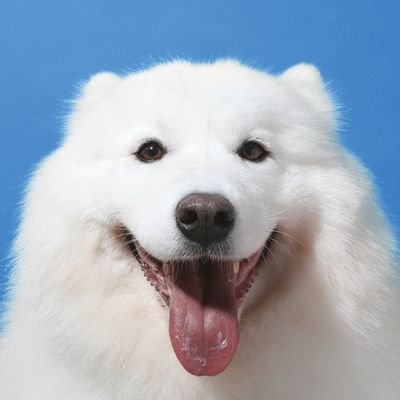 북극솜's profile picture