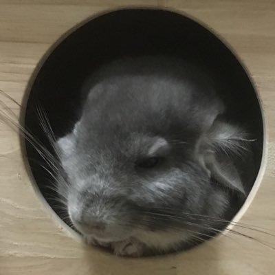 チンチラと飼主's profile picture