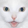 Thurston Waffles's profile picture