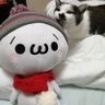 Profilbild von ISAmu.🐈【ISAmu.のお部屋★】👺🐙