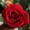 روز profil fotoğrafı