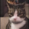 Nunu profil fotoğrafı