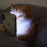 alamang's profile picture