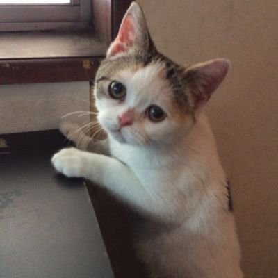 ä¿è·ç«ã«ãã§é¶Žæ©åºãïŒéãïŒå
ã»ä¿è·ç«ã«ãã§ãã³ãã«ã³ïŒ's profile picture