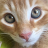 Brendan profil fotoğrafı