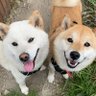 Profilbild von 柴犬みかんと白柴Q太郎と佐藤さん