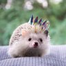 Ten Tiny Tweets 的头像