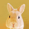 森の泉 profil fotoğrafı