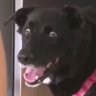 Woofer's profile picture