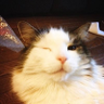 ステラ profil fotoğrafı