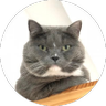 Poppy the cat ⛷'s profile picture