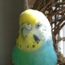 まゆ🐦🌰🍈💎🍮㋙🎀🍍's profile picture