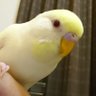 くりーむぷりん's profile picture