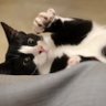 🐈⬛shohachi😺's profile picture