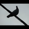 Фото профиля Centilmen