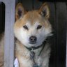 くろのすけ🐕🦺's profile picture