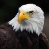 Simaya Jonah profil fotoğrafı