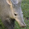 Фото профиля DeMarcus Aardvarken