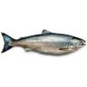 Mahi Azad🐟's profile picture