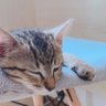 にゃっく profil fotoğrafı