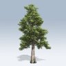 Фото профиля Western Red Cedar