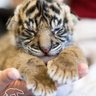 Фото профиля J.T. Tân💜🐯🐻