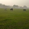 Profilbild von sunrise0383
