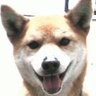 Profilbild von ゆみっきー🐨🧀🧚♂️劇団の人