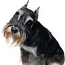 pochisan-'s profile picture