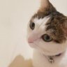 Profilbild von ねこ