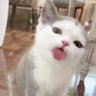 Thanha555 的头像