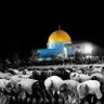 Karim Orabi's profile picture