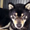 akatuki's profile picture
