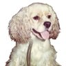 Profilbild von cosicosima