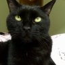 Profilbild von cat