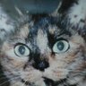 Profilbild von yoko
