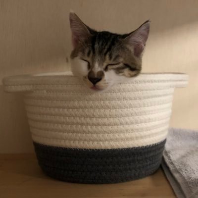 猫のマサとDIY's profile picture