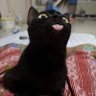 Dielzinhu do SUS profil fotoğrafı