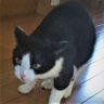 とげいぬ𝕏(静養中) 的头像