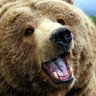 ActualBear profil fotoğrafı