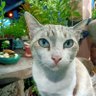 Фото профиля Dearsiwa🐱🍀