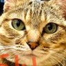 ごう profil fotoğrafı