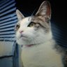 永ちゃん profil fotoğrafı